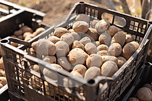 Potato tubers are in black plastic boxes for planting