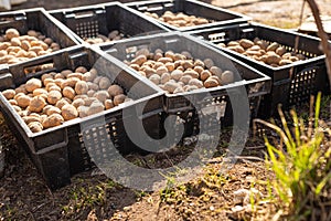 Potato planting season. Tubers lie in black boxes in the sun for germination