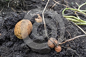 Potato tubers dug from the ground. View from above. Autumn.