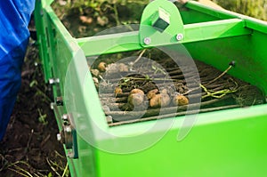 Potato tubers are dug out of ground onto a conveyor using a digger machine. Harvesting potatoes on farm plantation. Farming.