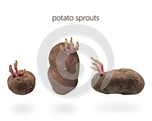 Potato tubers