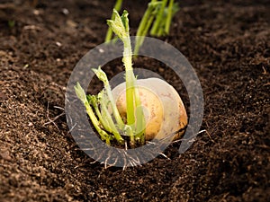 Potato tubers ready for planting into garden bed photo