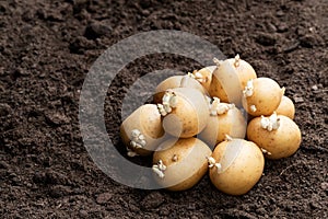 Potato tubers on soil. Ready to plant