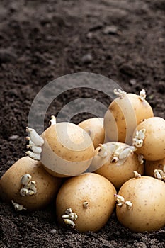 Potato tubers on soil. Ready to plant