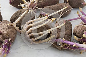 Potato tubers on a white background