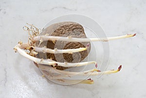 Potato tubers on a white background