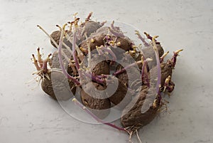 Potato tubers on a white background