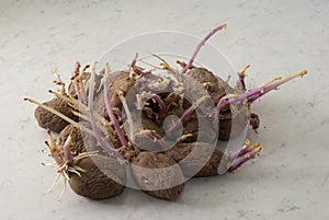 Potato tubers on a white background