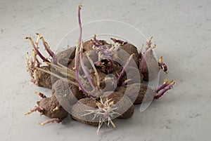 Potato tubers on a white background