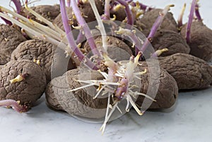 Potato tubers on a white background