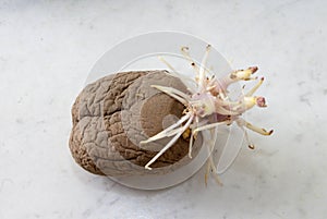 Potato tubers on a white background