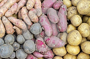 Potato varieties