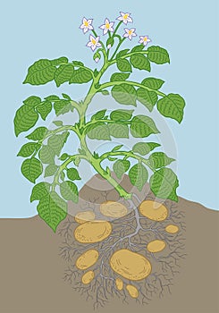 Potato vegetable plant. Soil and roots. Growing spud. Harvest tubers potatoes growth. Vector agriculture illustration.