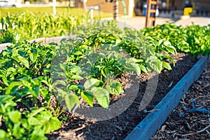 Potato and vegetable raised beds with city building background, urban backyard garden in Dallas, Texas, homegrown