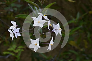 Potato vine flowers