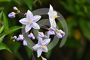 Potato vine ( Solanum jasminoides ) flowers.