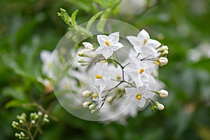 Potato vine Solanum laxum, pending white flowers and buds