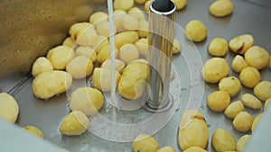 Potato washing process in an industrial kitchen at a restaurant or at school canteen. Many yellow potatoes lying in