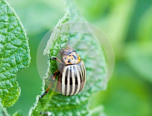 Potatoe beetle - Leptinotarsa decemlineata