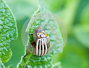 Potatoe beetle - Leptinotarsa decemlineata photo