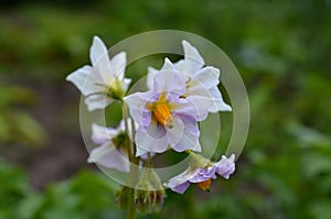 Potatoe flower