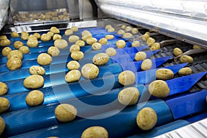 Potatoe Industry