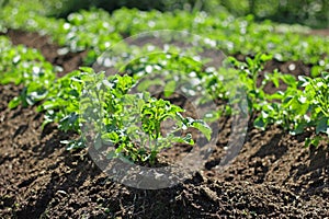 Potatoe plant photo