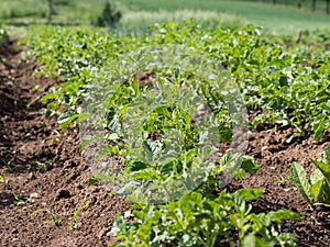 Potatoe plants growing in the field