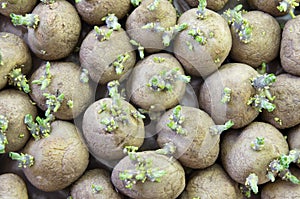 Potatoe sprouts photo