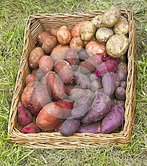 Potatoes in a basket on the green grass
