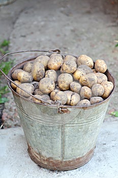 Potatoes in the basket after harvesting.Fresh uncooked potatoes