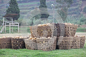 Potatoes in the baskets