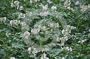 Potatoes bloom on a farm field