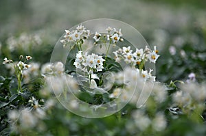 Potatoes bloom on a farm field