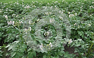 Potatoes bloom on a farm field
