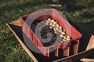 Potatoes in the box. Concept of agriculture. Seasonal work on a field.