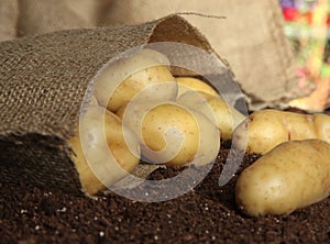 Potatoes in a burlap bag