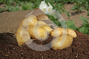 Potatoes in a burlap bag