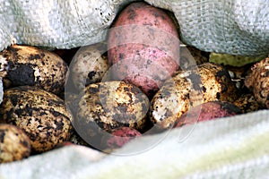 Potatoes close-up.