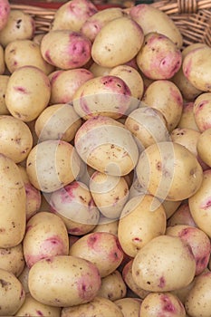 Potatoes close up detailed fresh off the ground in a basket on a Sunday`s farmers market. Concept for homegrown farming vegetarian