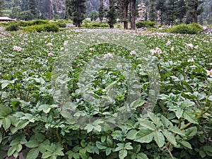 Potatoes crop in fields bloom