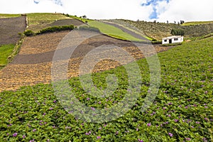 Potatoes cultivated fields