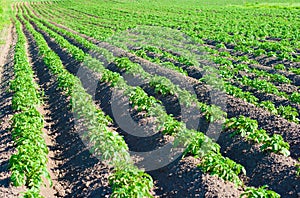 Potatoes field