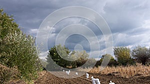 Potatoes field