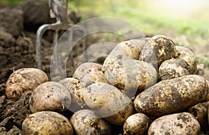 Potatoes in the field