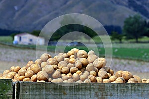 Potatoes field