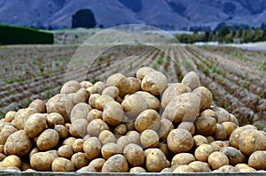 Potatoes field