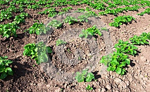 Potatoes field