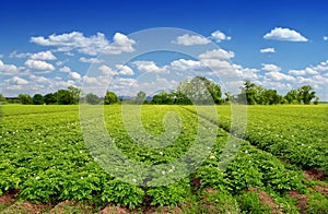 Potatoes field