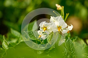 Potatoes field in summer time, flower closeup